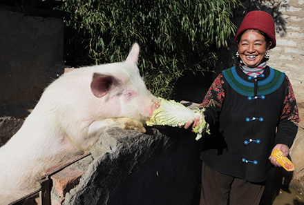 Jibu Guoguo with her Heifer pig