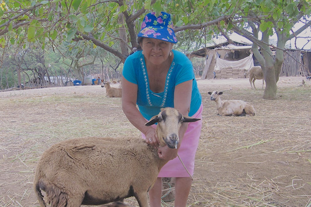 Dedicated Sheep Farmer Finds Opportunities through Heifer