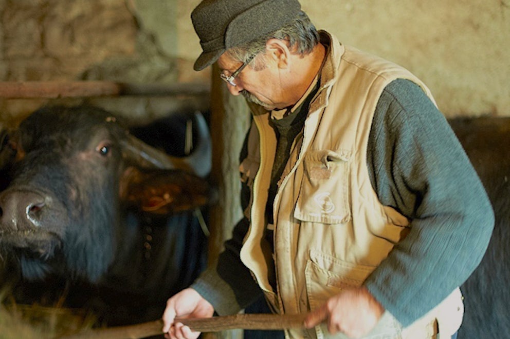 Saving the Romanian Water Buffalo