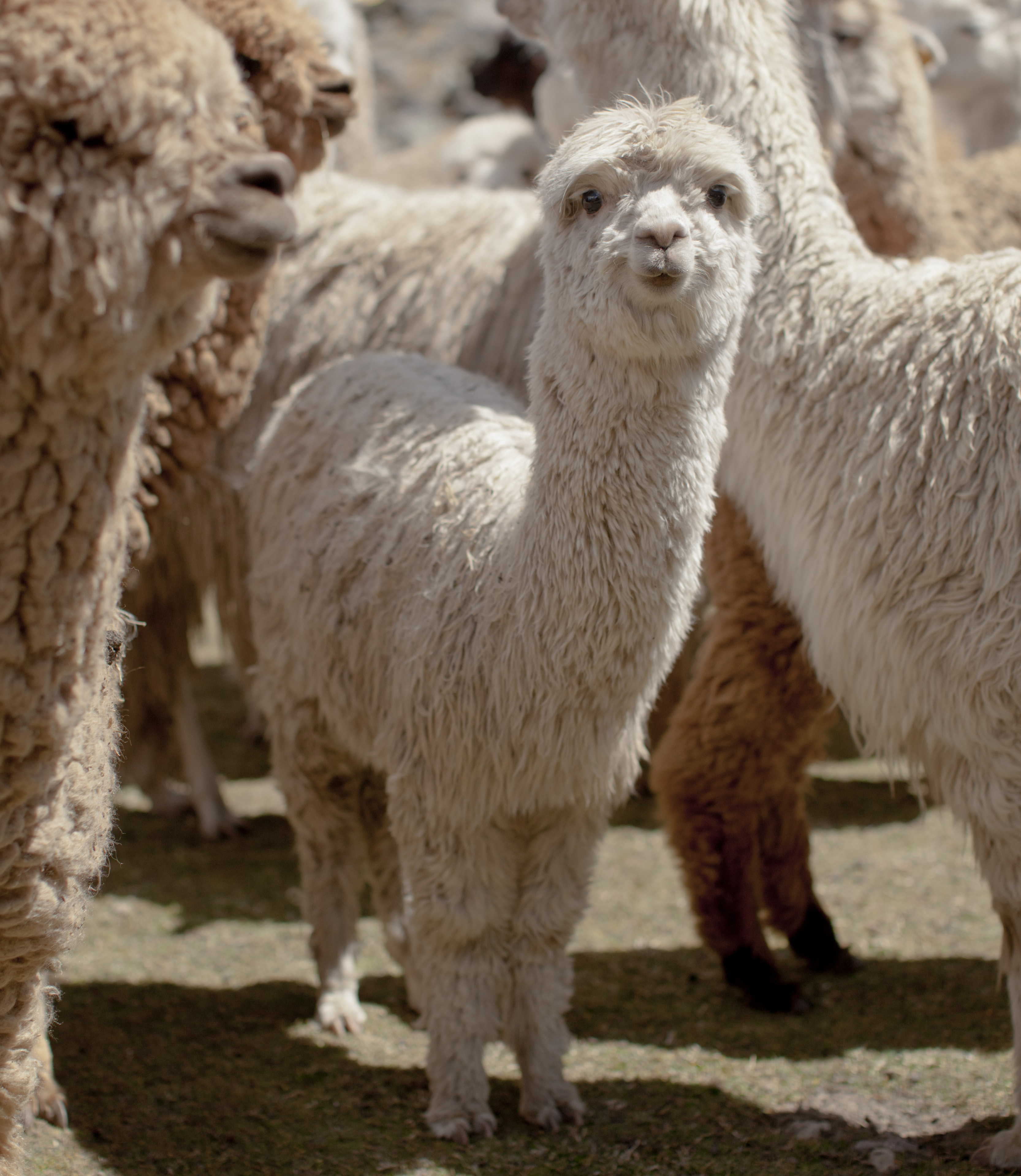 Baby llama among herd of llamas.