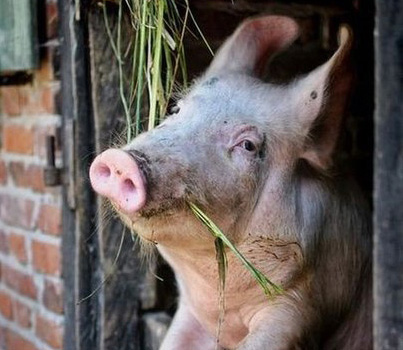 Pig looking out of barn window.