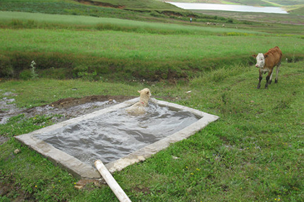 A curious cow looks on as a sheep tries out the new bathing pool.