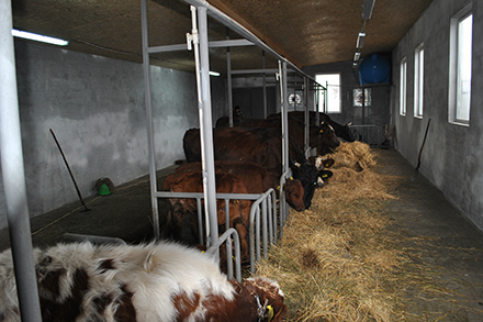 The Kutsenkos new farm can now accommodate up to 10 cows.