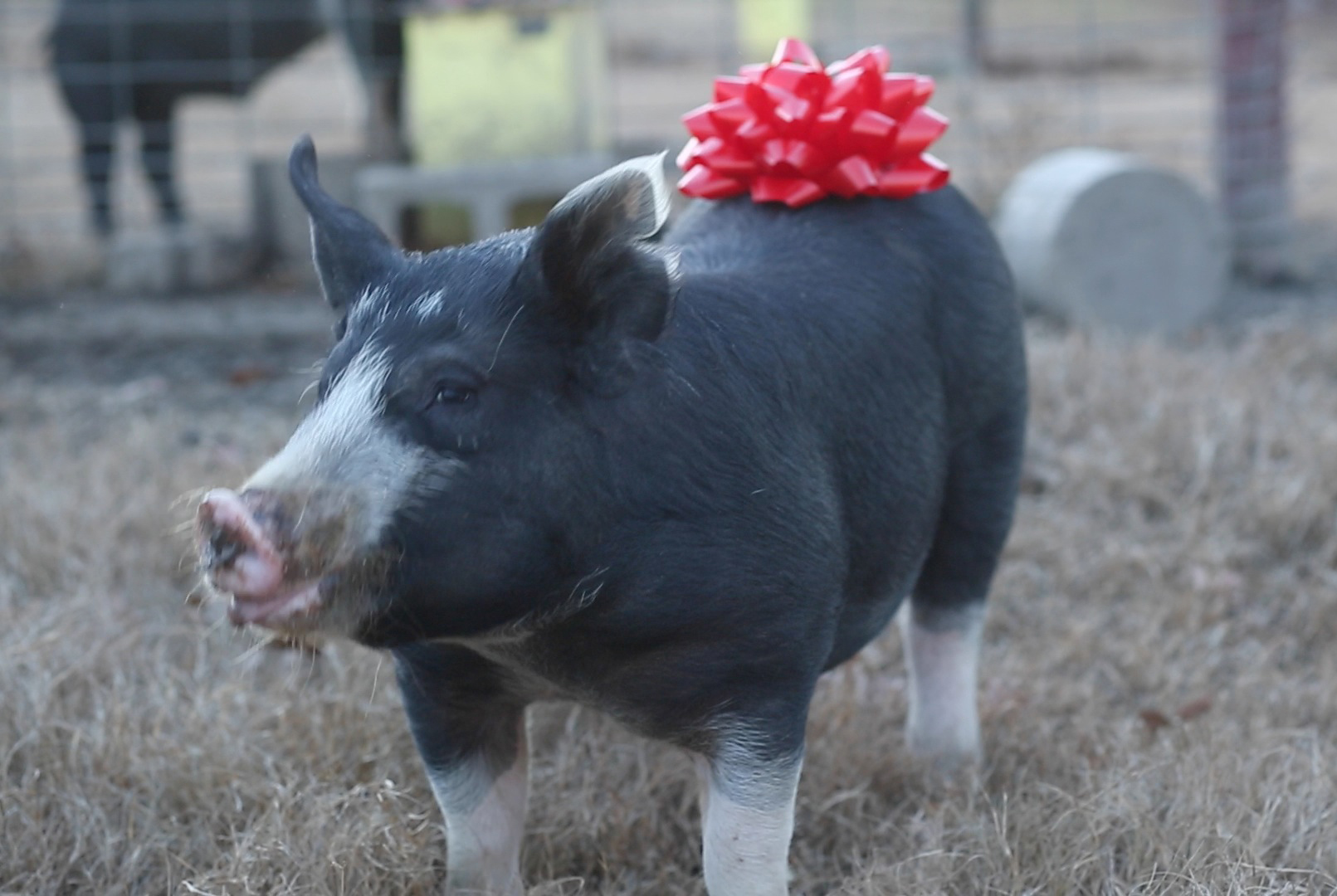 Pig with a bow