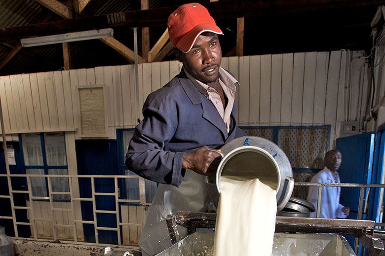 Farmer pours milk at milk collection facility