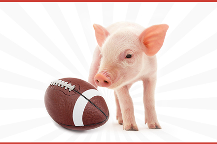 pig with football