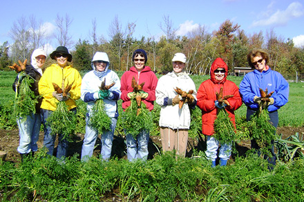 Visitors at Heifer Farm help harvest carrots.