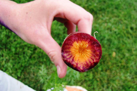 A purple carrot