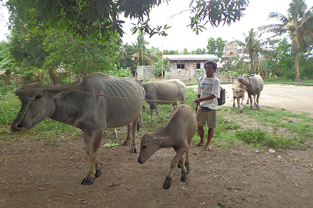 Galo works hard to take care of his livestock.