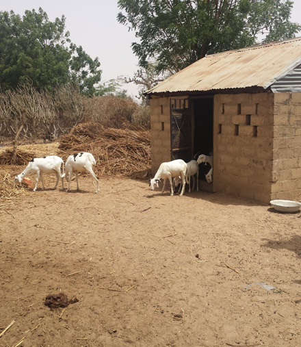 goats in Senegal