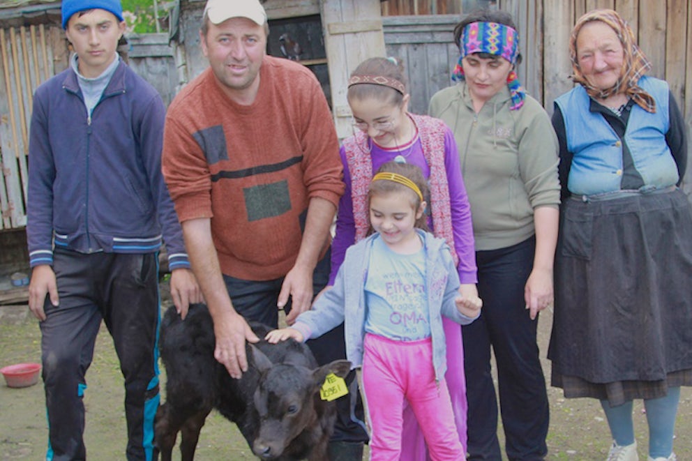Heifer is Empowering Roma Farmers with Dairy Cattle