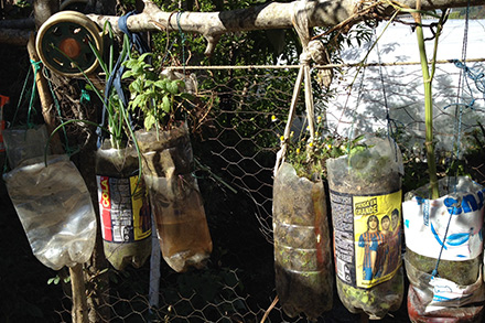 herbs growing in old two-liter bottles