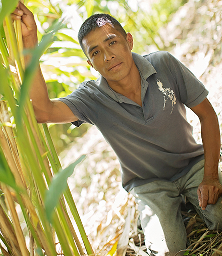 cardamom farmer