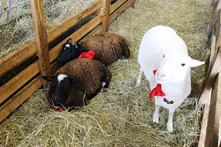 Barnyard animal meet and greet.