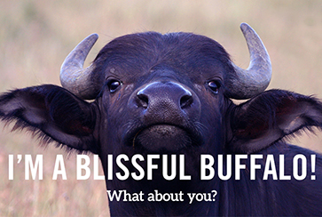 quiz result: blissful buffalo