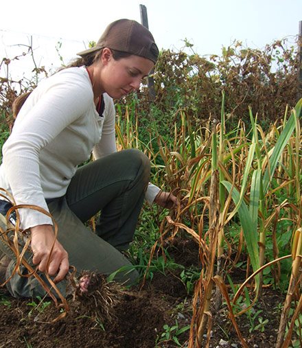 A farm worker harvests garlic