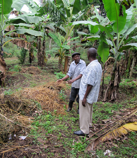 The compost trench near banana plants.