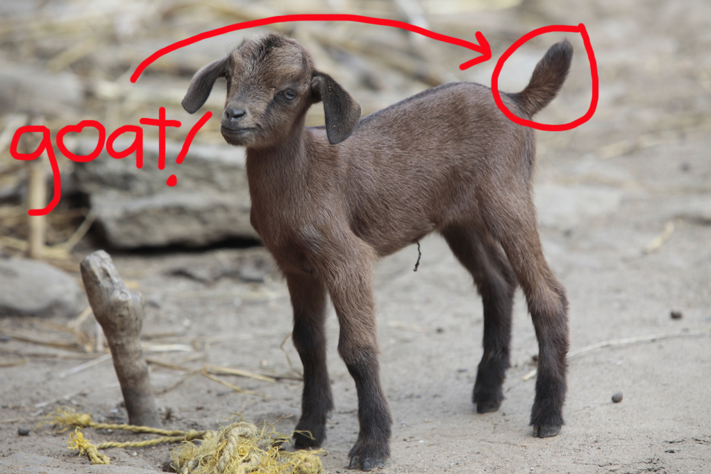 A baby goat with upturned tail