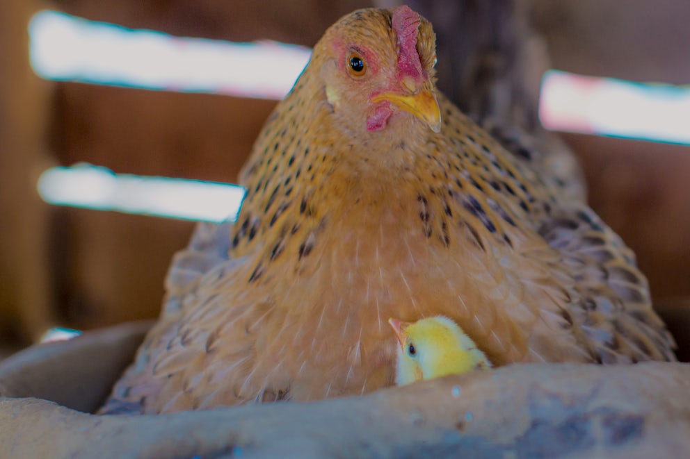 How To Make a Hatching Pot