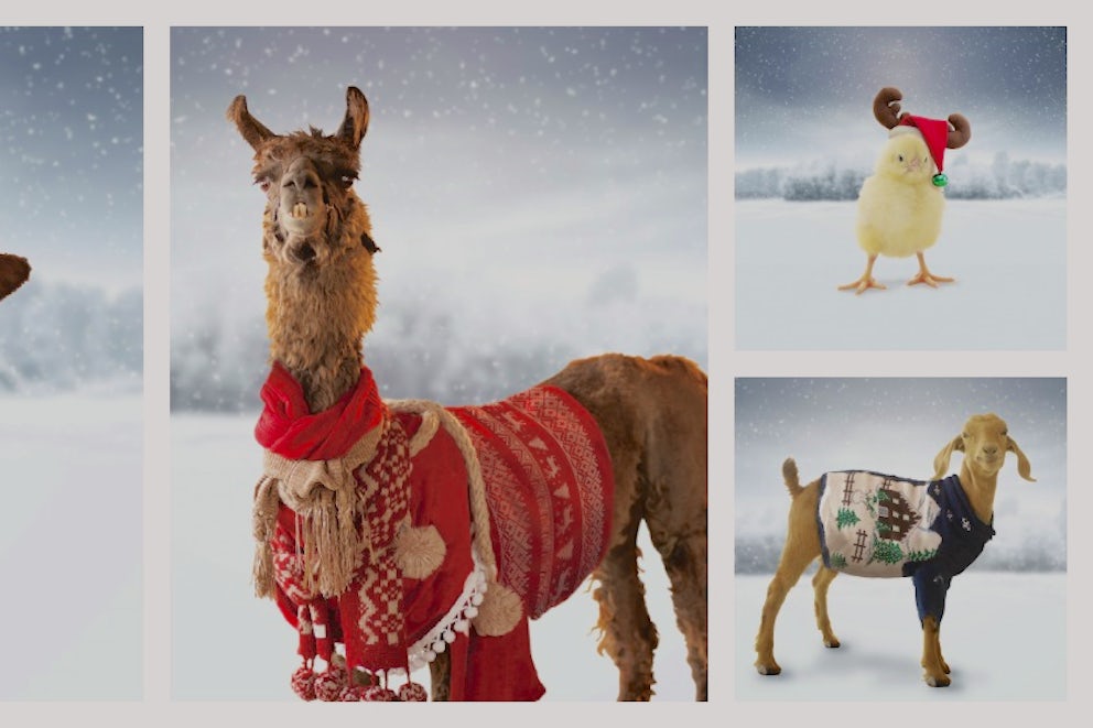 Staff Picks: What's Your Favorite Animal to Give?
