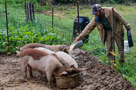 Andy Bryant feeds the hogs on his farm in North Carolina