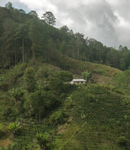 Jose Bonifacio and his family live high in the Honduran mountains and garden on this hiillside.