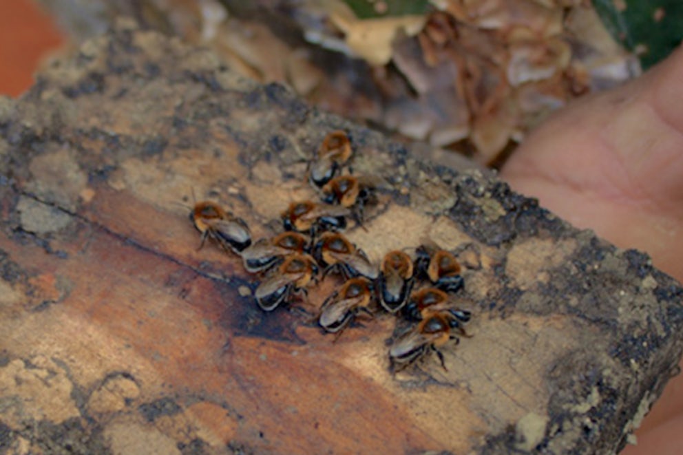 Care for the Earth and Keep the Honeybees Buzzing