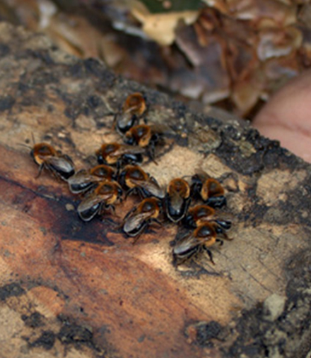 Honeybees help sustain the lives of farm families in South Africa and around the world.