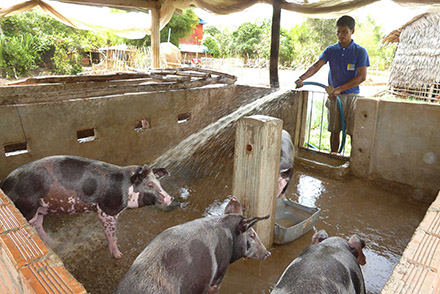 Leuk Buntheoun watering a feed the family pigs.