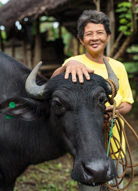 A women stands proudly with her water buffalo.