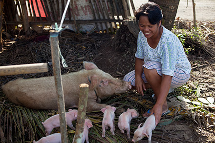 A women smiles over her fresh piglets. 