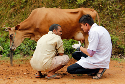 vet techs check a cow in Nepal