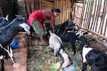 Devi feeding her goats