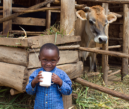 Evariste and Marie's grandchild stands with the family cow
