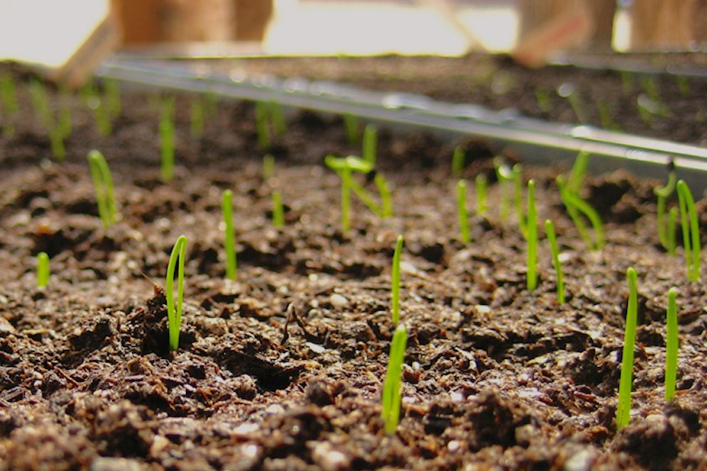 What's Growing On: Seeds, Glorious Seeds!