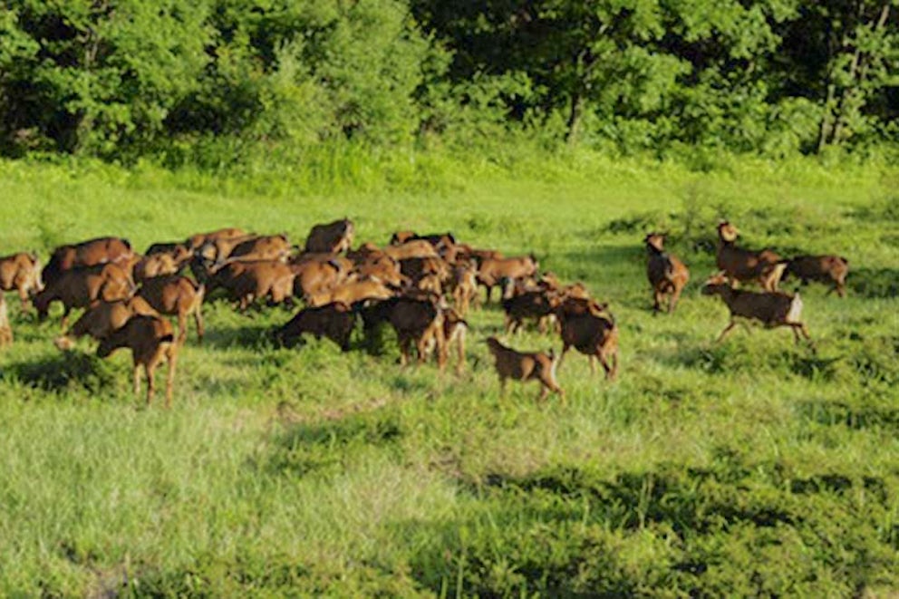 Wu Kaihui Raises Goats for a Better Life