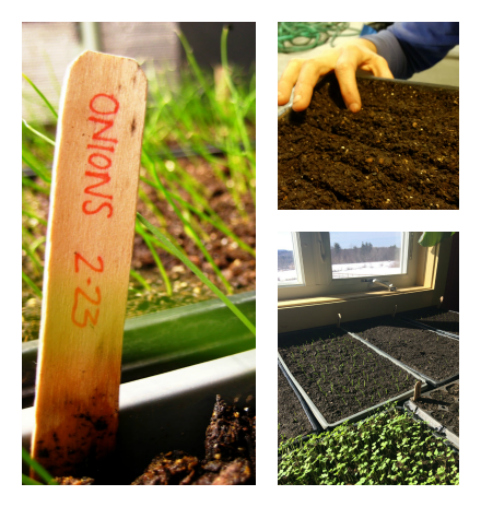 Collage of onion seedlings