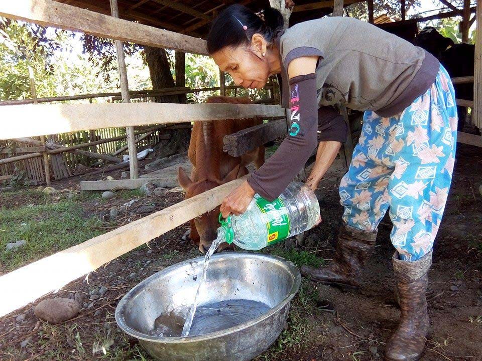 Pilipine gives water to her cow.