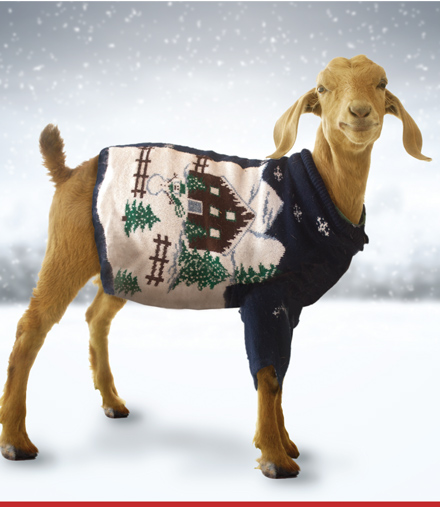 goat in sweater