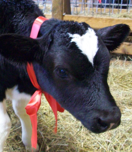 A calf makes a special appearance at a Living Gift Market as an example of the gifts Heifer gives to struggling families around the world. 