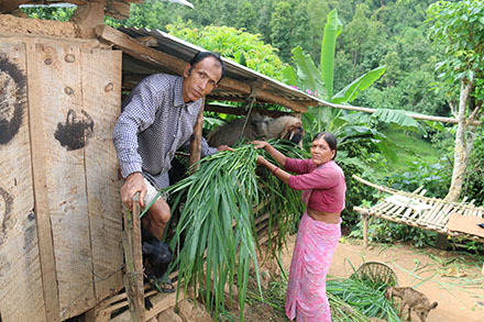 The Karki family invested in a new goat shed. This shed protects their goats and ensures Heifer's best breeding practices by separating the pregnant goats and the bucks from the others.