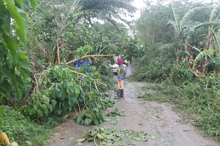Road blocked by fallen trees