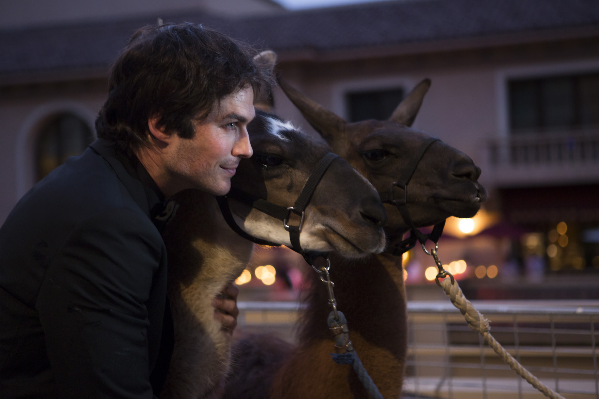 Ian Somerhalder poses with llamas at Beyond Hunger