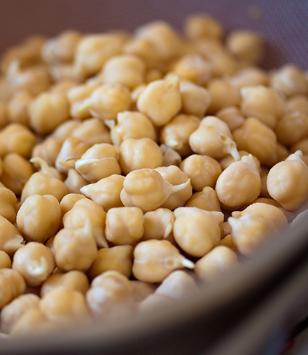 The protein-rich chickpea is nutritious for humans and livestock.