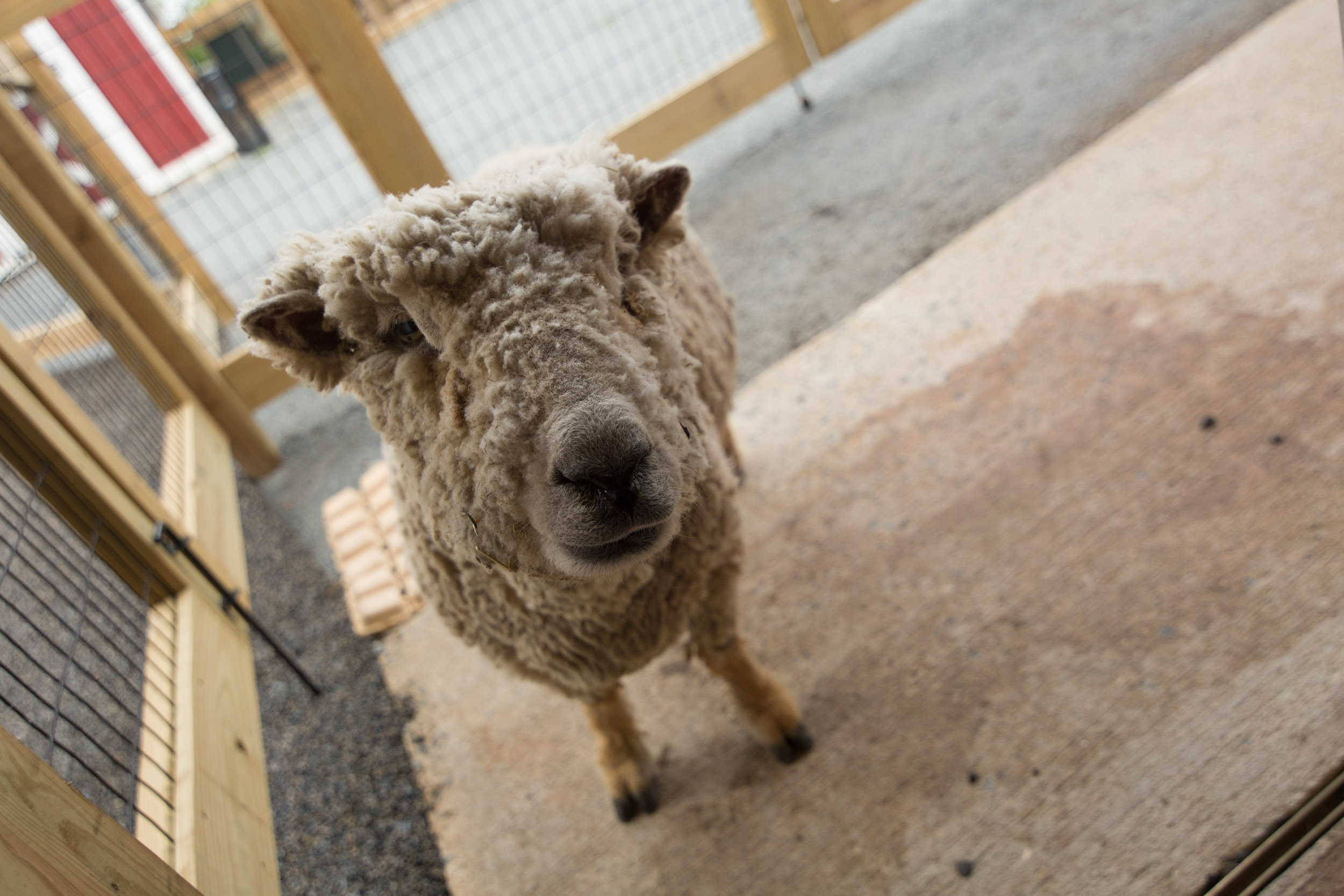 A wooly sheep sniffs the camera.