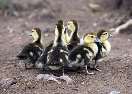 Look! An adorable plump of ducklings! 