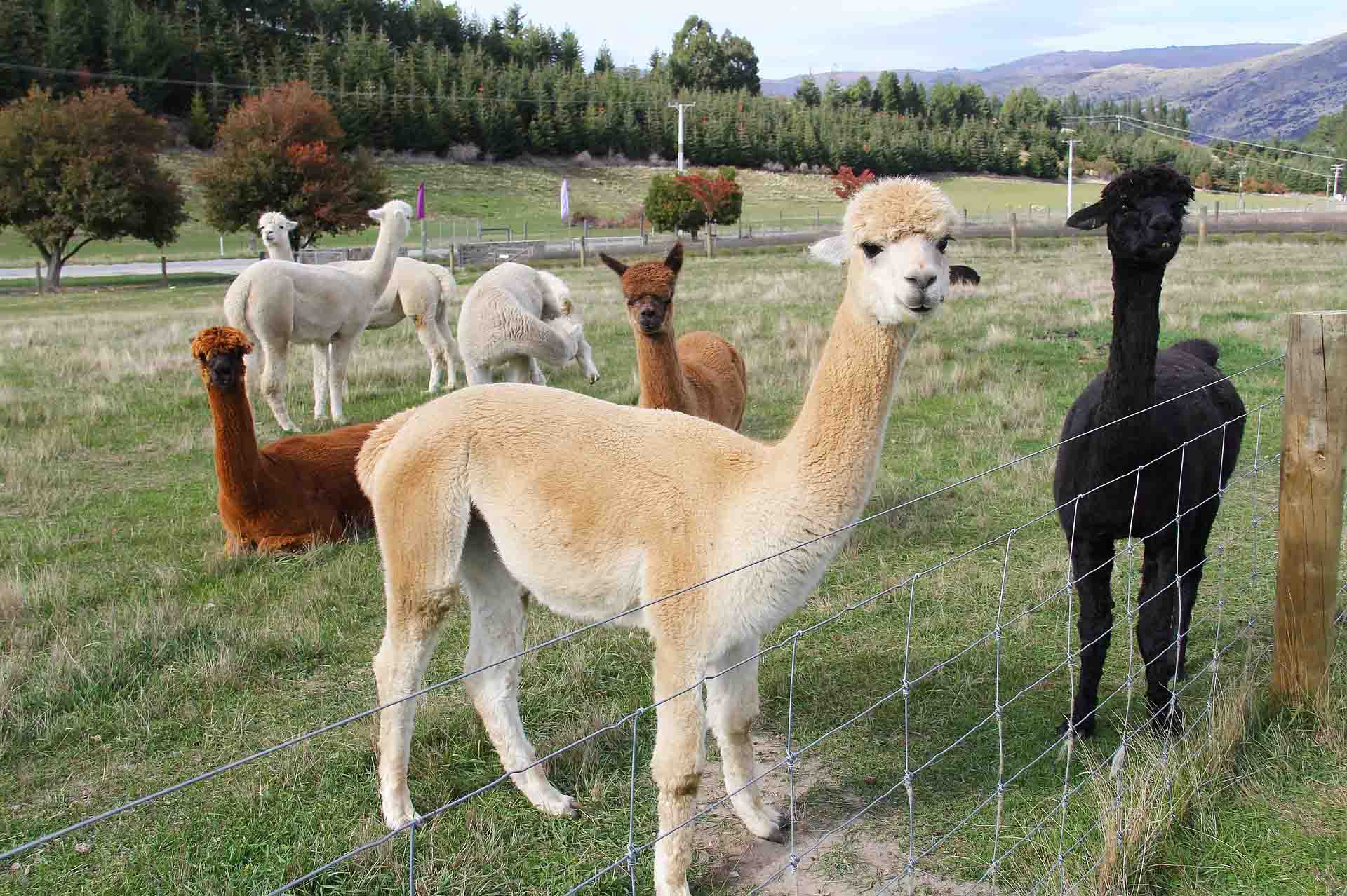 Alpacas are graceful on the ground thanks to their padded feet. 