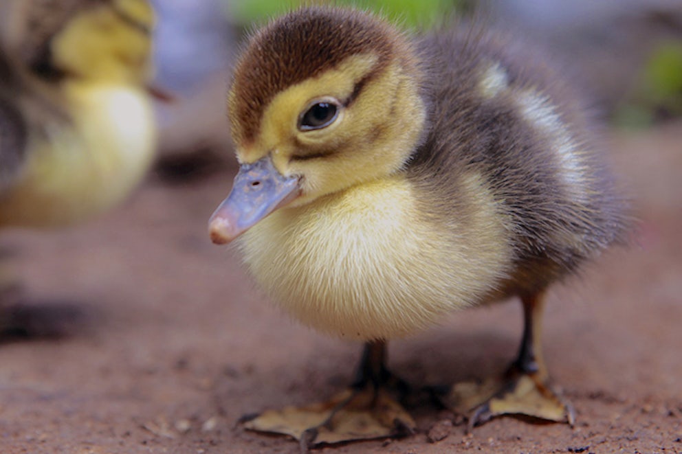 5 Things You Didn't Know About Ducks