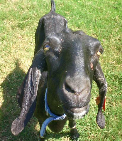 A black goat noses the camera.
