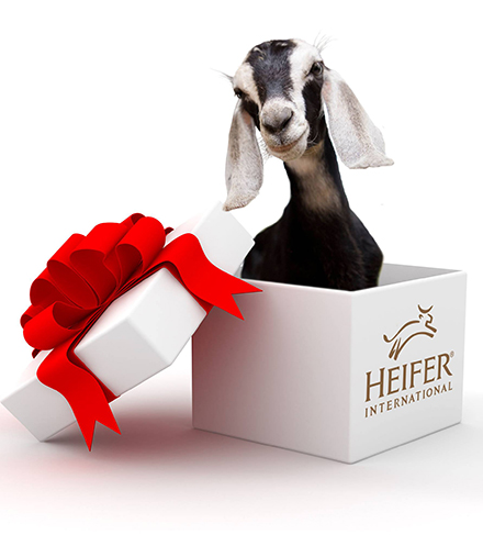 A goat in a present box.